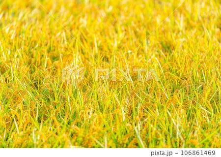 【秋素材】朝露をまとった稲穂【長野県】 106861469