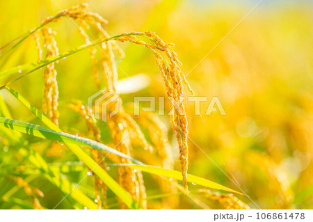 【秋素材】朝露をまとった稲穂【長野県】 106861478