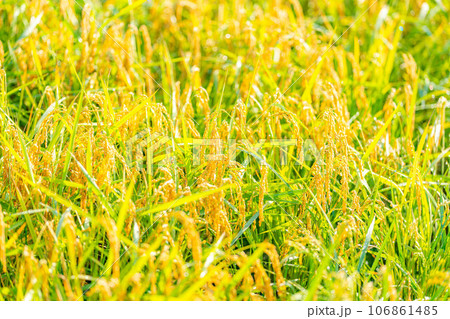 【秋素材】朝露をまとった稲穂【長野県】 【秋素材】朝露をまとった稲穂【長野県】 106861485