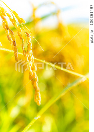 【秋素材】朝露をまとった稲穂【長野県】 106861497