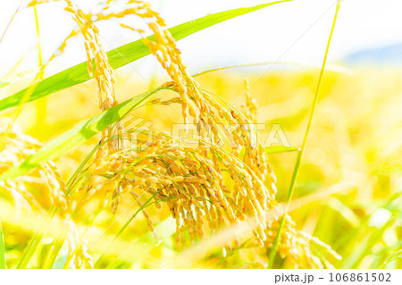 【秋素材】朝露をまとった稲穂【長野県】 106861502
