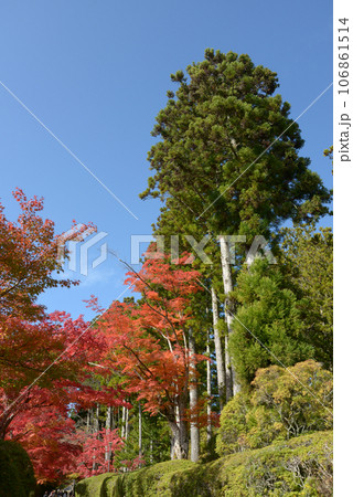 高野山金剛峯寺　蛇腹道の紅葉　和歌山県高野町 106861514