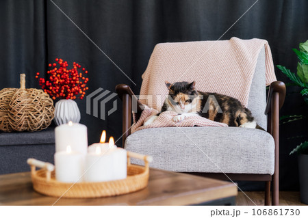 Multicolor cat pet relaxing on knitted plaid on modern armchair with autumn cozy decor with wicker pumpkin and burning candles on the coffee table. Seasonal autumn coziness at home and hygge concept 106861730