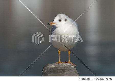 ゆりかもめ 106861976