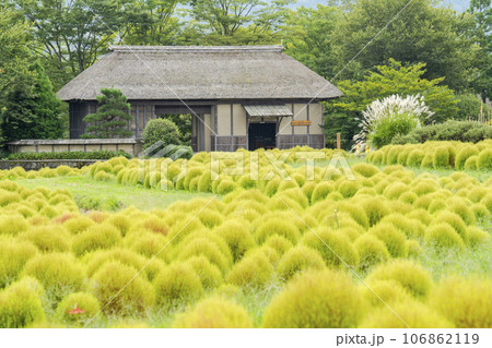 赤く色づき始めたコキアと長屋門 秋の国営みちのく湖畔公園 宮城県川崎町 赤く色づき始めたコキアと長屋門 秋の国営みちのく湖畔公園 宮城県川崎町 106862119