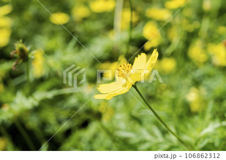 青空とキバナコスモス・レモンブライト　秋の国営みちのく杜の湖畔公園　宮城県川崎町 106862312