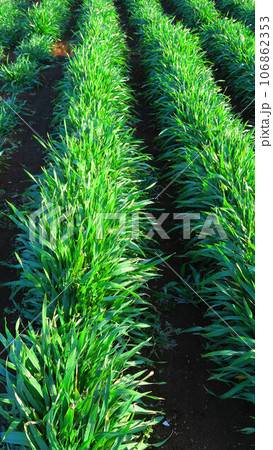 オオムギ畑の若葉の茂った風景 106862353