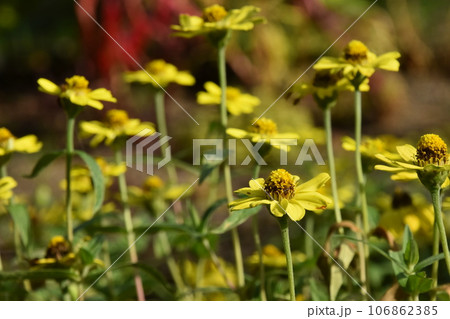 山田池公園 106862385