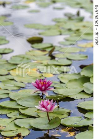 池に咲く睡蓮　秋の国営みちのく杜の湖畔公園　宮城県川崎町 106862648