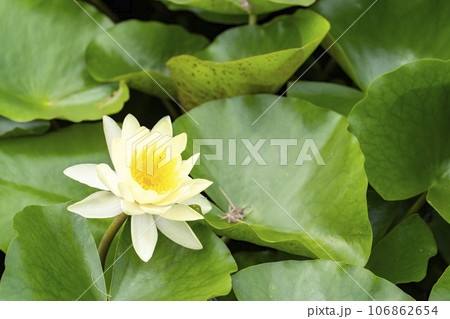 池に咲く睡蓮　秋の国営みちのく杜の湖畔公園　宮城県川崎町 106862654