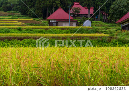 （長野県野沢温泉村）日本の秋・黄金色に輝く棚田 106862828
