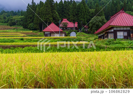 （長野県野沢温泉村）日本の秋・黄金色に輝く棚田 106862829