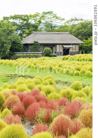 赤く色づき始めたコキアと長屋門　秋の国営みちのく湖畔公園　宮城県川崎町 106862891