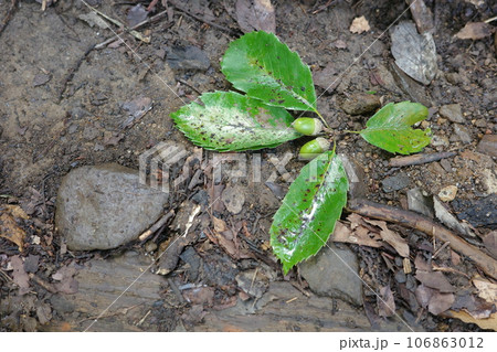 シギゾウムシが卵を産みつけて切り落としたどんぐりの付いたコナラの小枝 106863012