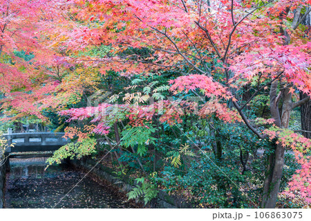 (神奈川県ー風景)秋の白旗神社周辺の紅葉風景3 106863075