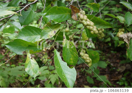 里山の植物　晩夏に実をつけたコブシ 106863139