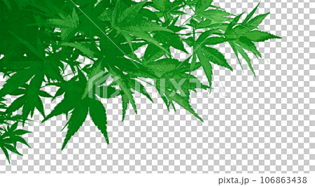 Art-style transparent material with cut out green maple leaves 106863438