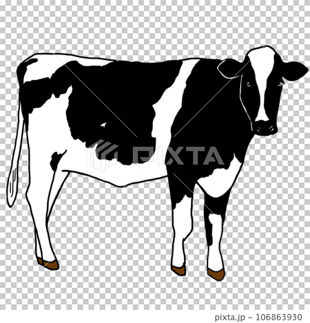 シンプルでリアルな牛のイラスト 106863930