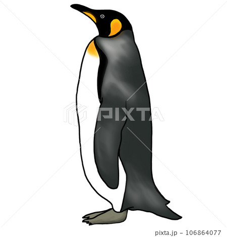 リアルなコウテイペンギンのイラスト 106864077