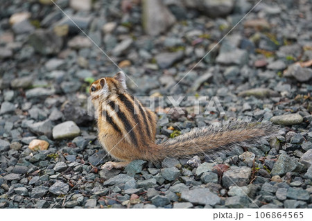 背中の縞は五本です♪可愛いシマリス 背中の縞は五本です♪可愛いシマリス 106864565