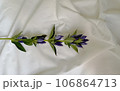 シーツの上のリンドウ 106864713