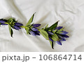シーツの上のリンドウ 106864714