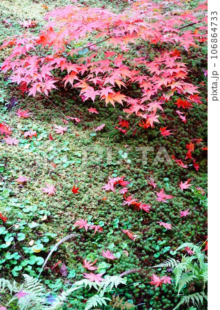 京都 紅葉のもみじと苔庭の彩り 壁紙 京都 紅葉のもみじと苔庭の彩り 壁紙 106864733
