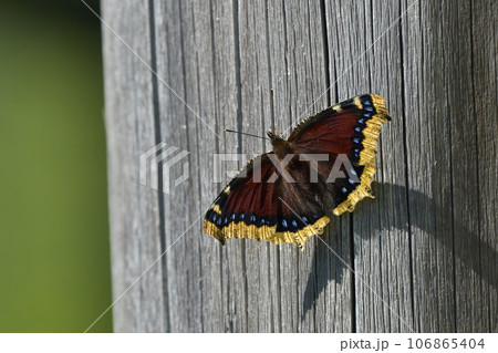 高原の蝶 キベリタテハ 高原の蝶 キベリタテハ 106865404