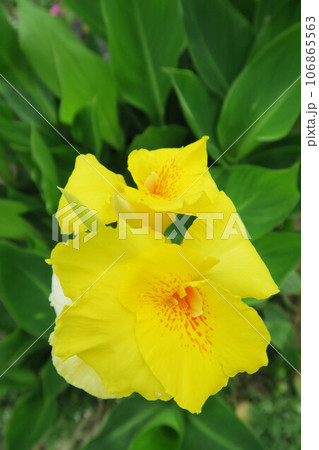 黄色いカンナの花のある風景 黄色いカンナの花のある風景 106865563