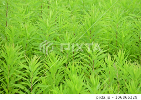 新緑のセイタカアワダチソウ 新緑のセイタカアワダチソウ 106866329