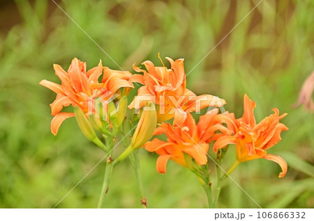 ヤブカンゾウのオレンジ色の花 106866332