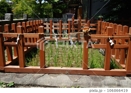 御作田神社　7月の斎田 106866419