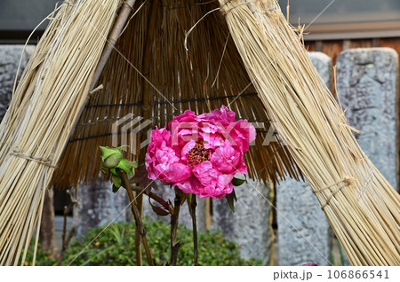 石光寺の寒牡丹の花 石光寺の寒牡丹の花 106866541