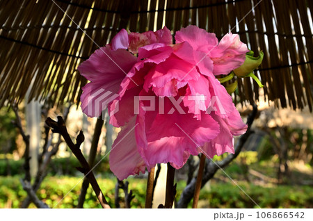 石光寺の寒牡丹の花 石光寺の寒牡丹の花 106866542