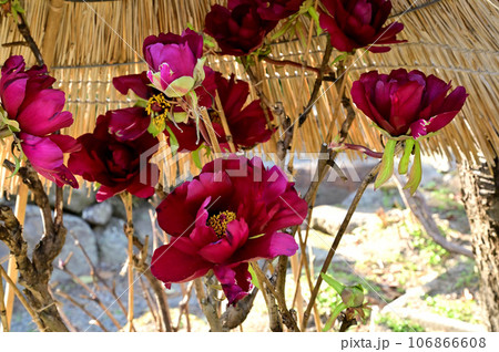 石光寺の寒牡丹の花 石光寺の寒牡丹の花 106866608