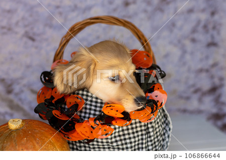 仔犬　ハロウィンを楽しむ子犬　カニンヘンダックスフンド　 106866644