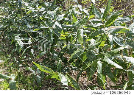 笹の葉 106866949