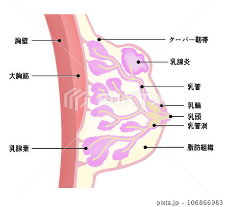 各部位の名称が記載された乳腺炎のイラスト 106866983