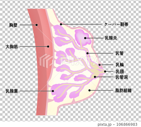 各部位の名称が記載された乳腺炎のイラスト 106866983