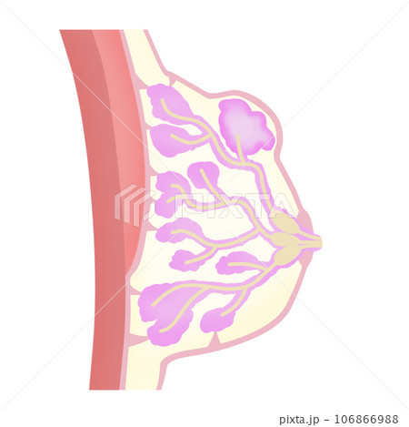 Nipple, mammary gland