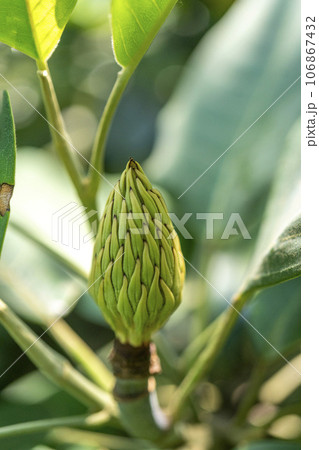 マグノリア属特有の果実を見せるサンギョマグノリア属特有の果実を見せるサンギョラン・山白蓮ラン・山白蓮 マグノリア属特有の果実を見せるサンギョマグノリア属特有の果実を見せるサンギョラン・山白蓮ラン・山白蓮 106867432