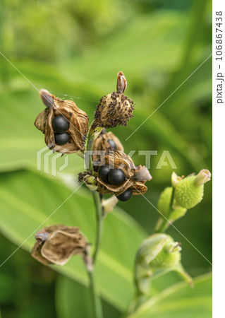 カンナに似ているタンドクの黒い実 106867438