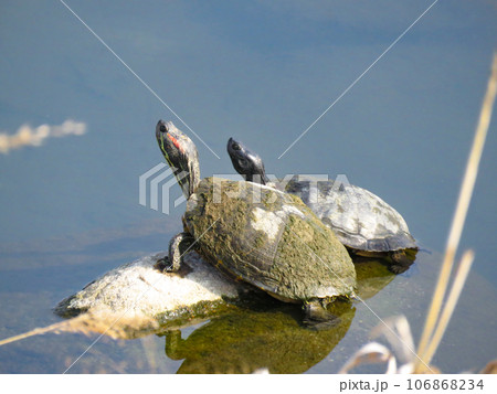 甲羅干しするアカミミガメのコンビ 106868234