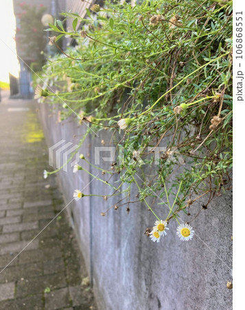 道沿いの花壇に咲いている白い花 106868551