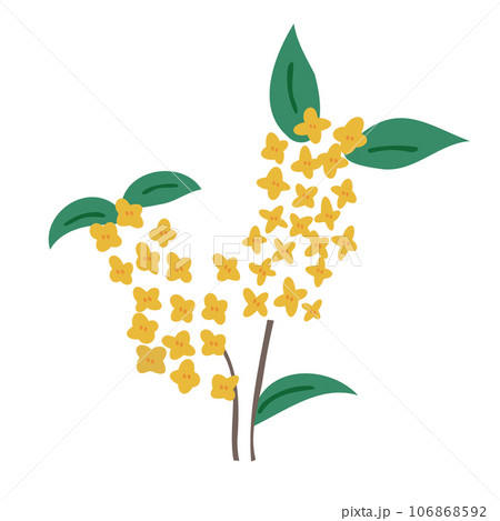金木犀 キンモクセイ 金木犀 キンモクセイ 106868592