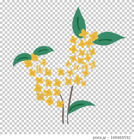 金木犀 キンモクセイ 金木犀 キンモクセイ 106868592