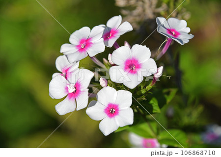 オイランソウ（花魁草） 106868710