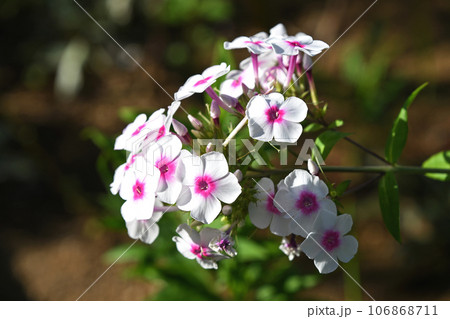 オイランソウ（花魁草） 106868711