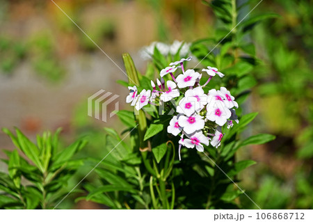 オイランソウ（花魁草） 106868712