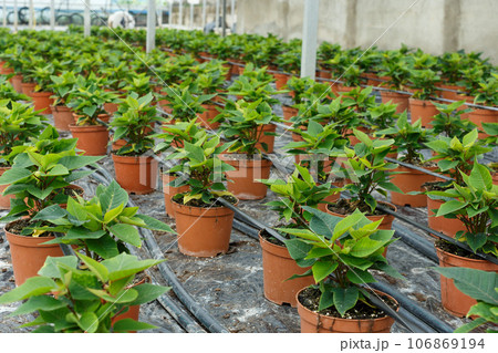 Seedlings of euphorbia pulcherrima growing in pots in sunny greenhouse Seedlings of euphorbia pulcherrima growing in pots in sunny greenhouse 106869194